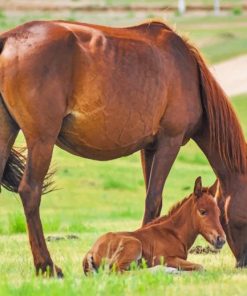 Horse And Its Baby paint by number