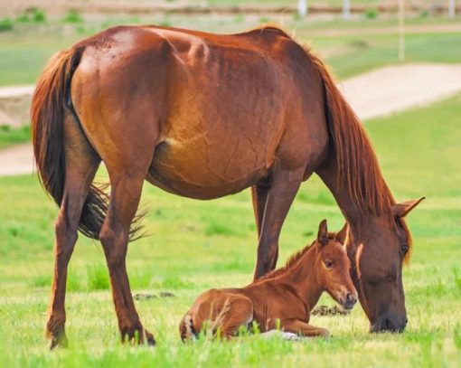 Horse And Its Baby paint by number
