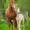 Horse Mare and Foal paint by numbers