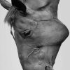 Horse Face Black And White paint by numbers