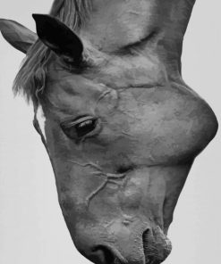 Horse Face Black And White paint by numbers