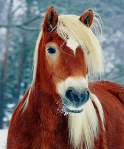 Horse Portrait paint by numbers