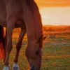 Horse At Sunset paint by numbers