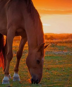 Horse At Sunset paint by numbers