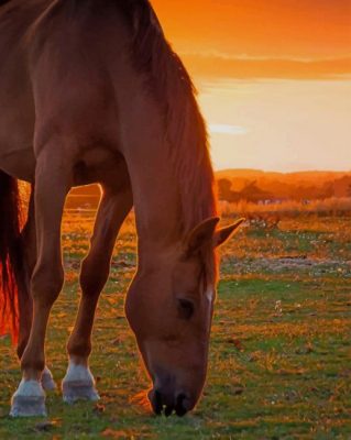 Horse At Sunset paint by numbers