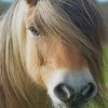 Horse With Cute Face paint by numbers