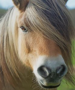 Horse With Cute Face paint by numbers