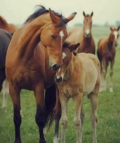 Horses And Their Babies paint by numbers