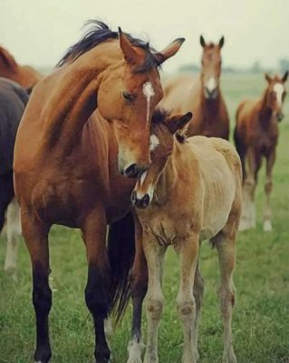 Horses And Their Babies paint by numbers