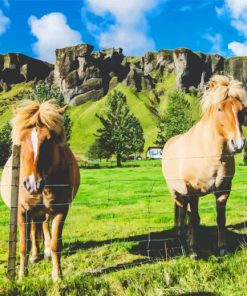 Horses Behind The Fence paint by numbers