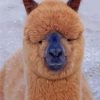 Huacaya Alpaca Breed paint by numbers