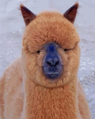 Huacaya Alpaca Breed paint by numbers