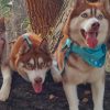 Huskies And Cat On A Tree paint by numbers