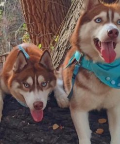 Huskies And Cat On A Tree paint by numbers