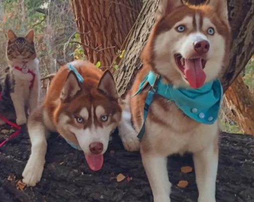 Huskies And Cat On A Tree paint by numbers