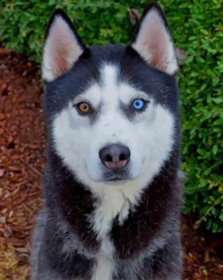 Husky Bi Colored Eyes paint by numbers