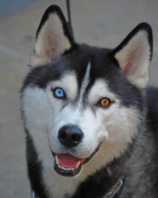 Husky With Beautiful Eyes Paint By Numbers