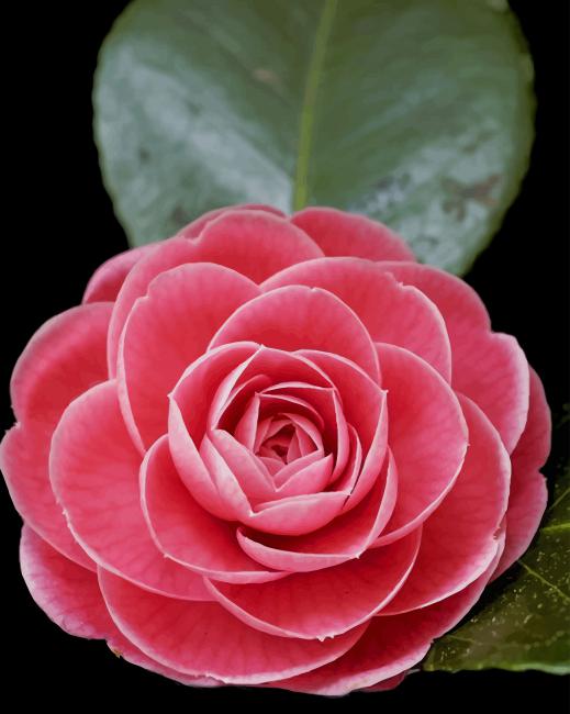 Japanese Tsubaki Flower paint by numbers