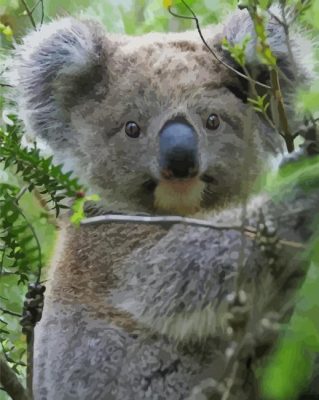 Koala Animal paint by numbers