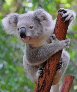 Koala Bear paint by numbers