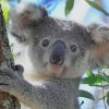 Koala On Tree paint by numbers