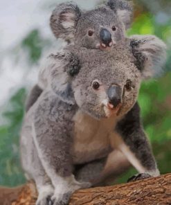 Koala In Mother_s Pouch paint by numbers