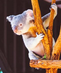 Koala On The Tree paint by numbers