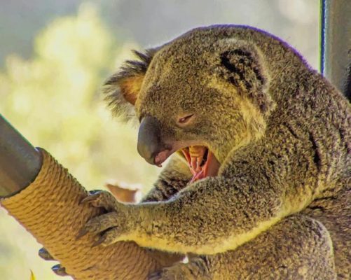 koala Screaming paint by numbers