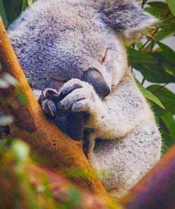 Koala Sleeping paint by numbers