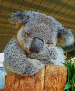 koala Sleeping paint by numbers