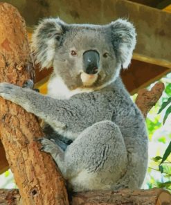 koala In Australia paint by numbers