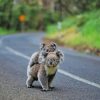 Koalas On The Road paint by numbers