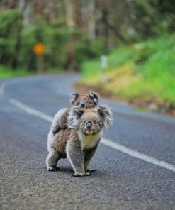 Koalas On The Road paint by numbers