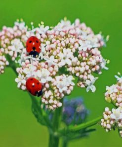 Ladybug Cherry Blossom paint by number