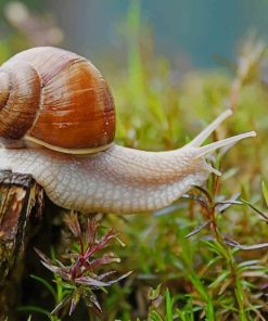 land snail paint by number