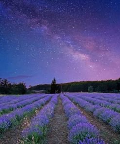 lavender night paint by number