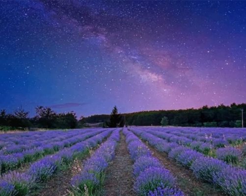 lavender night paint by number