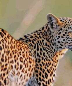 Leopard Animal paint by numbers