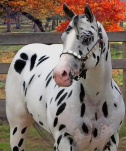 Leopard Black Appaloosa Horse paint by numbers