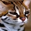 Leopard Cat paint by numbers