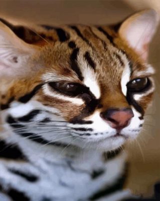 Leopard Cat paint by numbers