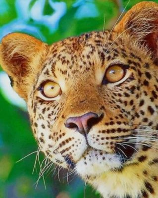Leopard Face paint by numbers