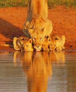 Lions in Serengeti National Park paint by numbers