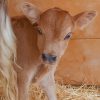 Little Baby Cow paint by numbers