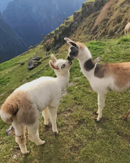 Llama Animals In The Mountain paint by numbers