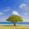 Lone Tree In The Beach paint by numbers