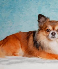 Long Haired Chihuahua paint by numbers