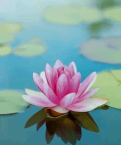 Lotus In Water paint by numbers