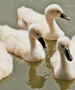 Lovely Swan Family paint by number