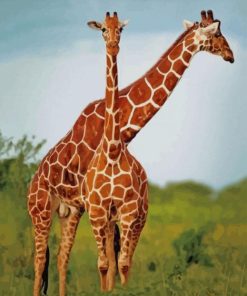 Lovely Giraffe Animals paint by numbers